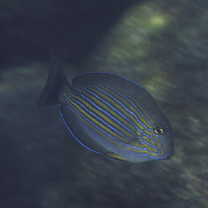 Acanthurus lineatus (Linnaeus, 1758)