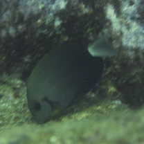 Acanthurus thompsoni (Fowler, 1923)