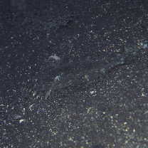 Asterorhombus intermedius (Bleeker, 1865)