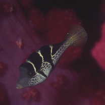 Paraluteres prionurus (Bleeker, 1851)