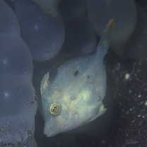 Stephanolepis cirrhifer (Temminck et Schlegel, 1850)