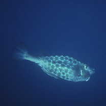 Ostracion rhinorhynchos Bleeker, 1852