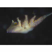 Canthigaster axiologa Whitley, 1931