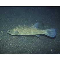 Arothron firmamentum (Temminck et Schlegel, 1847)