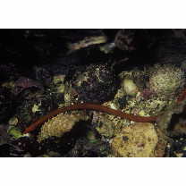 Halicampus boothae (Whitley, 1964)