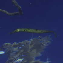 Syngnathoides biaculeatus (Bloch, 1785)