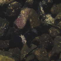 Astrabe flavimaculata Akihito et Meguro, 1988