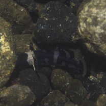 Astrabe flavimaculata Akihito et Meguro, 1988