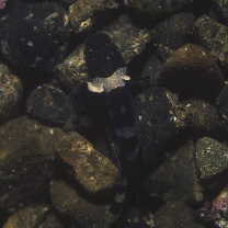 Astrabe flavimaculata Akihito et Meguro, 1988