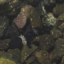 Astrabe flavimaculata Akihito et Meguro, 1988