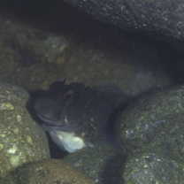 Istiblennius enosimae (Jordan et Snyder, 1902)