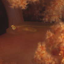 Pleurosicya boldinghi Weber, 1913