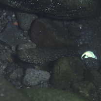 Chaenogobius gulosus (Sauvage, 1882)