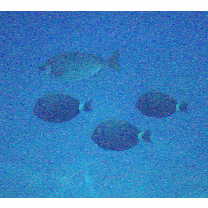 Acanthurus dussumieri Valenciennes, 1835