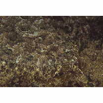 Asterorhombus intermedius (Bleeker, 1865)