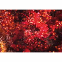 Hippocampus sindonis Jordan et Snyder, 1901