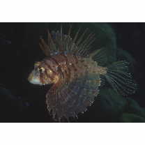 Ebosia bleekeri (Doderlein, 1884)