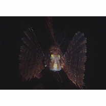 Ebosia bleekeri (Doderlein, 1884)