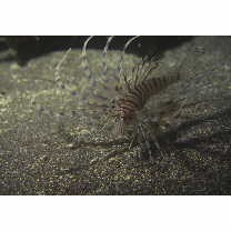 Pterois volitans (Linnaeus, 1758)