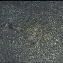 Thysanophrys celebica (Bleeker, 1854)