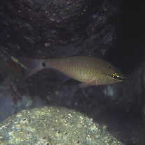 Ostorhinchus notatus (Houttuyn, 1782)