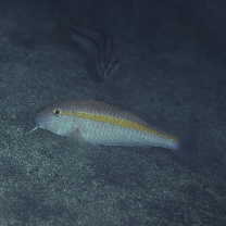 Parupeneus chrysopleuron (Temminck et Schlegel, 1844)