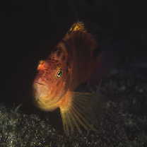 Cirrhitichthys aureus (Temminck et Schlegel, 1843)