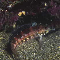 Parapercis snyderi Jordan et Starks, 1905