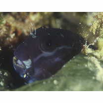 Ecsenius namiyei (Jordan et Evermann, 1902)