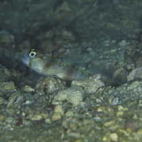 Amblyeleotris arcupinna Mohlmann et Munday, 1999