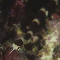 Corythoichthys amplexus Dawson et Randall, 1975