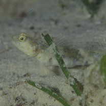 Vanderhorstia sp. 2 of Suzuki et Shibukawa (2004)