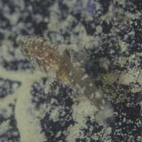 Foa brachygramma (Jenkins, 1903)