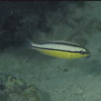 Scolopsis margaritifera (Cuvier, 1830)