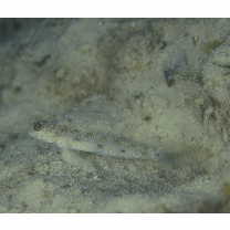 Vanderhorstia wayag Allen et Erdmann, 2012