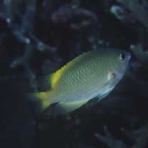 Pomacentrus lepidogenys Fowler et Bean, 1928