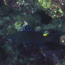 Belonoperca chabanaudi Fowler et Bean, 1930