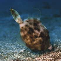 Stephanolepis cirrhifer (Temminck et Schlegel, 1850)