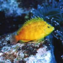 Cirrhitichthys aureus (Temminck et Schlegel, 1843)