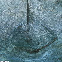 Dasyatis akajei (Muller et Henle, 1841)