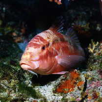 Parupeneus spilurus (Bleeker, 1854)