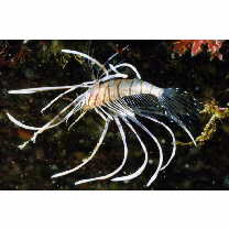 Pterois volitans (Linnaeus, 1758)