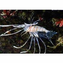 Pterois volitans (Linnaeus, 1758)