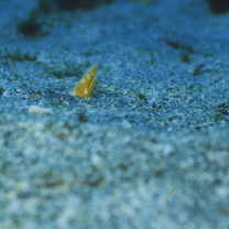 Apterichtus australis McCosker et Randall, 2005