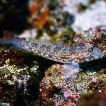 Istigobius campbelli (Jordan et Snyder, 1901)