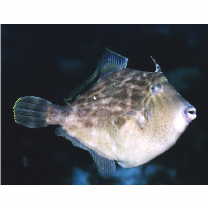 Stephanolepis cirrhifer (Temminck et Schlegel, 1850)