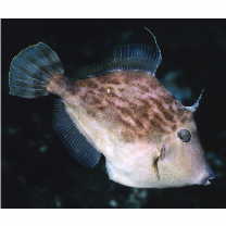 Stephanolepis cirrhifer (Temminck et Schlegel, 1850)