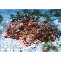 Scorpaenopsis cirrosa (Thunberg, 1793)