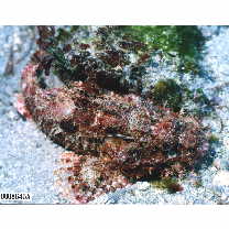 Scorpaenopsis cirrosa (Thunberg, 1793)