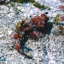 Neosynchiropus ijimae (Jordan et Thompson, 1914)